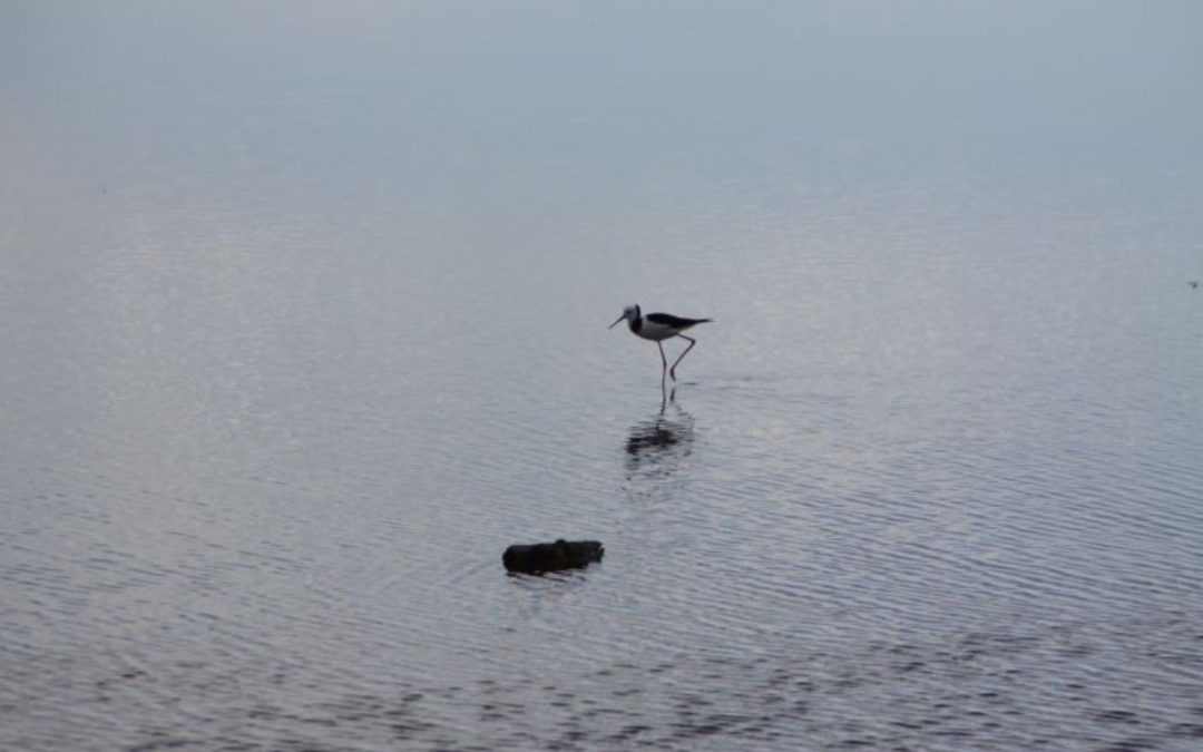 Colville Foreshore Walk