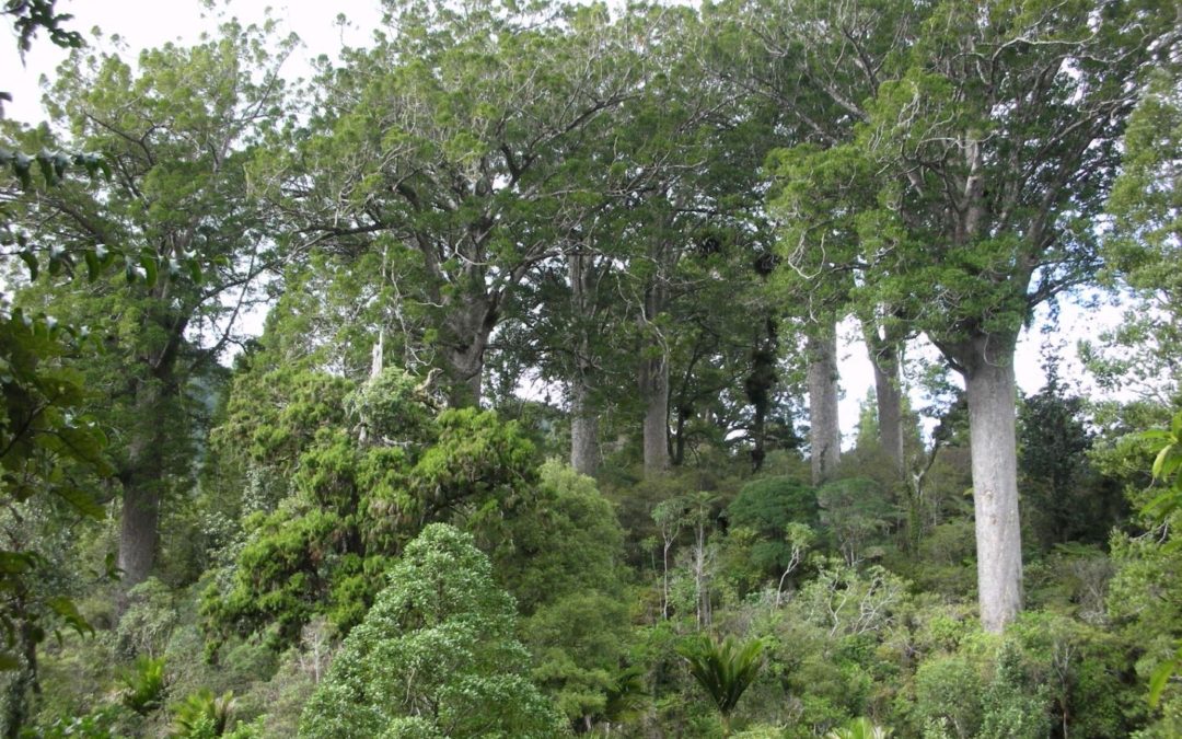 Waiau Kauri Grove