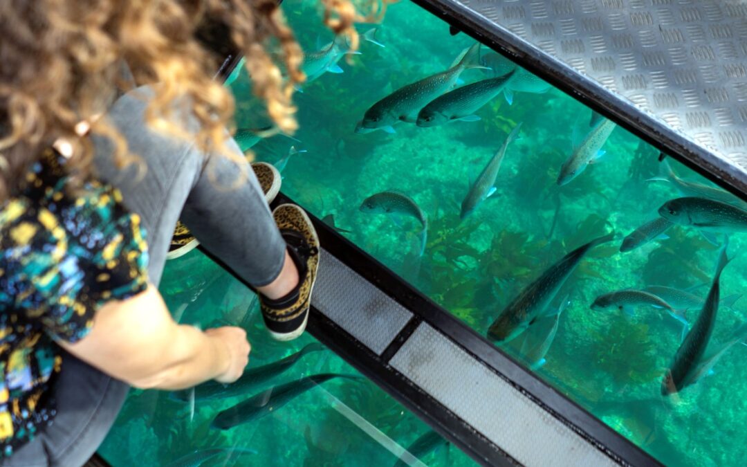 Glass Bottom Boat