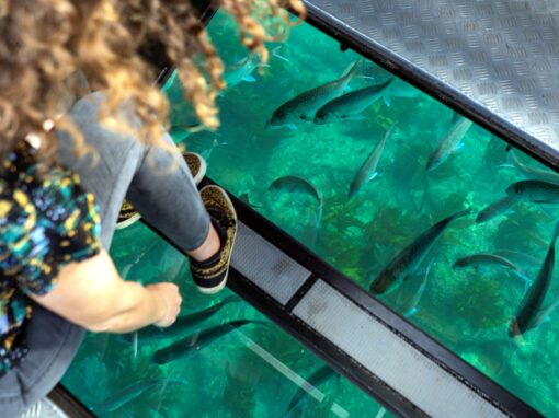 Glass Bottom Boat