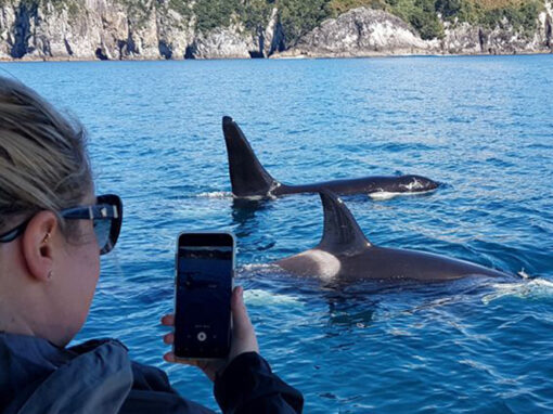 Ocean Leopard Tour