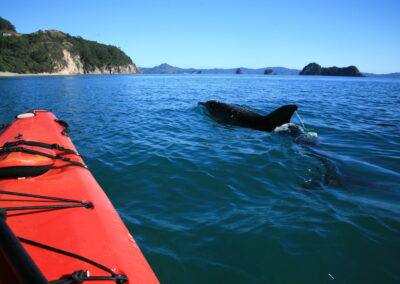 orca in blue water seen from kayak