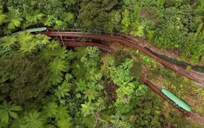 Kauri Trees in the Coromandel: A Connection to Driving Creek