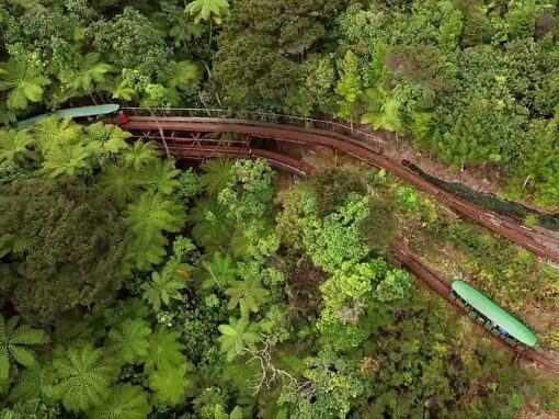 Kauri Trees in the Coromandel: A Connection to Driving Creek