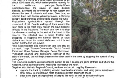 Our historic Kauri Tree